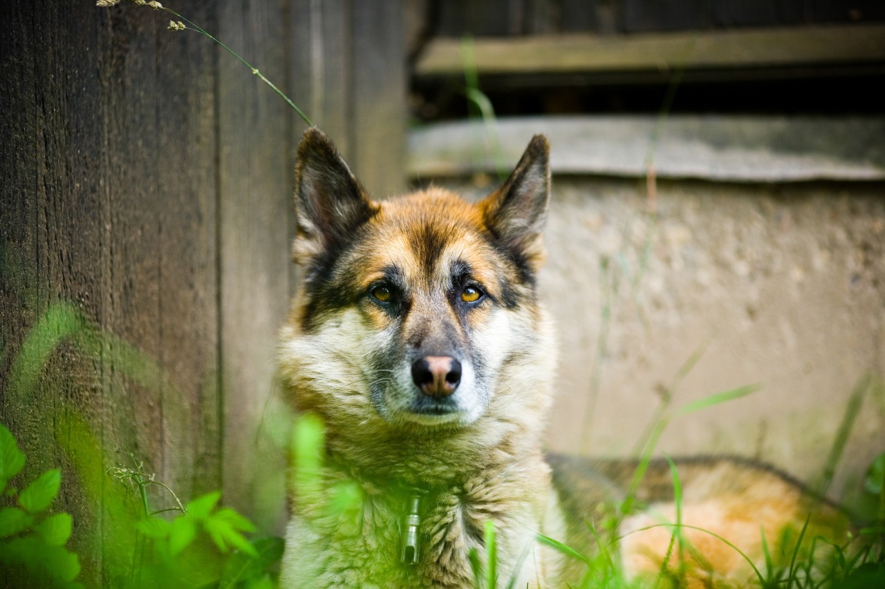 Ein Hund wurde lebendig begraben (Symbolfoto).