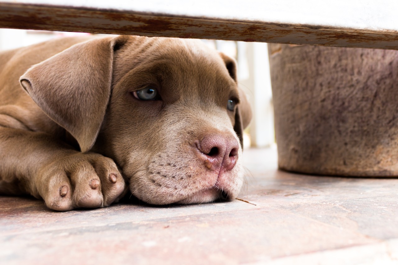 Hund: Ein Amstaff-Mix-Rüde wurde aus einem Tierheim gestohlen. (Symbolbild)