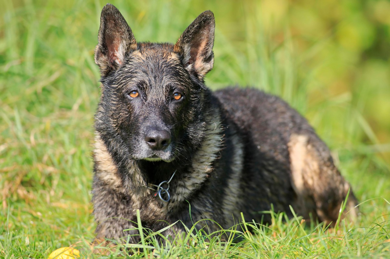 Der Schäferhund einer Frau aus England hat sie vor einem möglichen Verbrecher beschützt. (Symbolfoto)