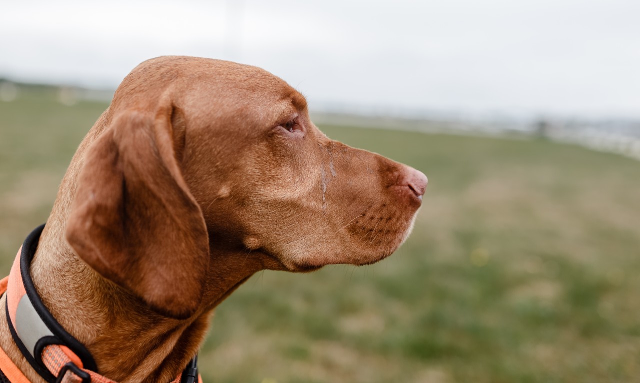 Der Traum von einem Hund in Duisburg ist endlich in Erfüllung gegangen. (Symbolbild)