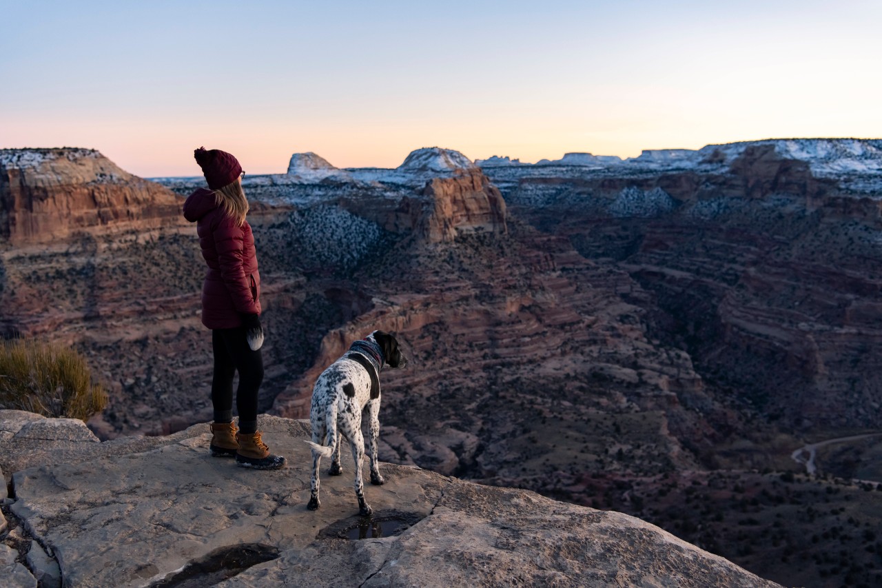 Hund: Das Schicksal führte einen Streuner und eine Wanderin zusammen. (Archivbild) 