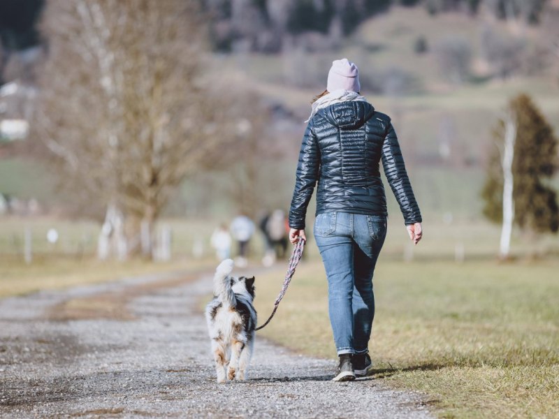 Hund.jpg