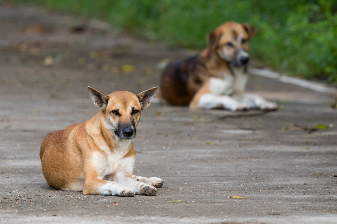 Hund in Duisburg: Zwei Vierbeiner suchen ein neues Zuhause (Symbolfoto).