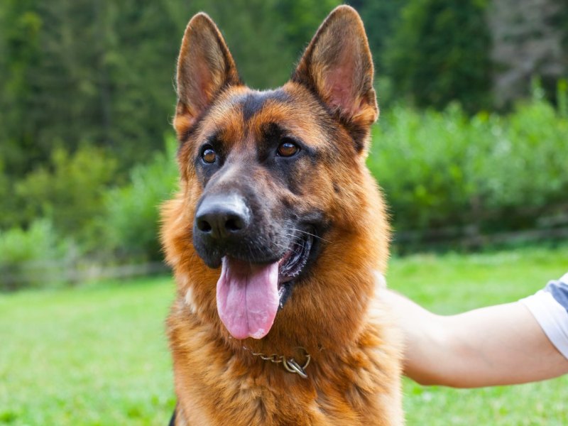 Hund.jpg