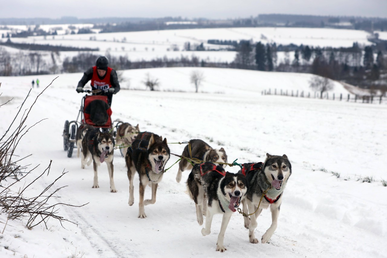 Hund: Beim Training für das Schlittenrennen wurde die Halterin plötzlich von einem Elch überrascht. (Symbolbild)