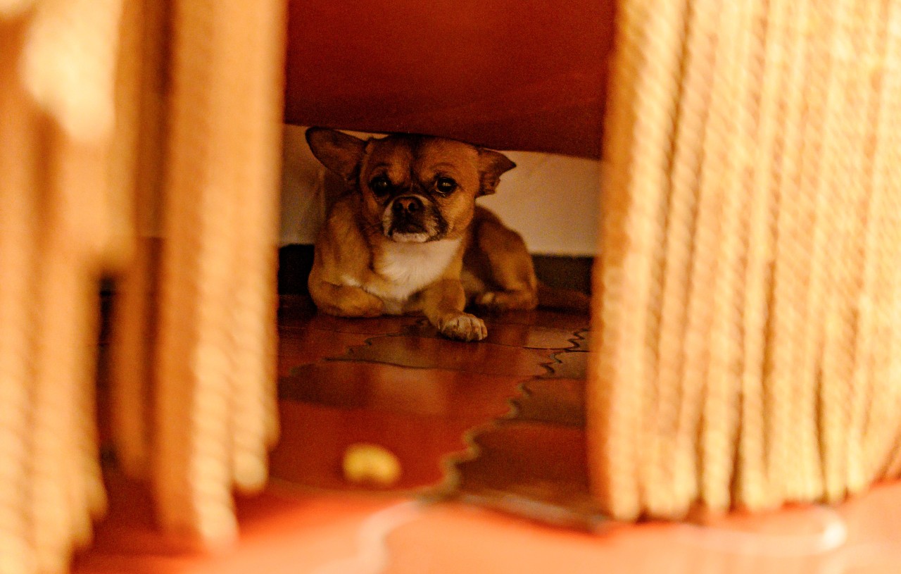 Viele Hunde verkriechen sich zu Silvester in der hintersten Ecke der Wohnung. (Symbolbild)