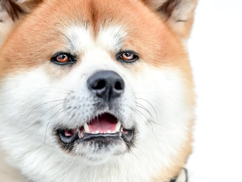 Hund.jpg