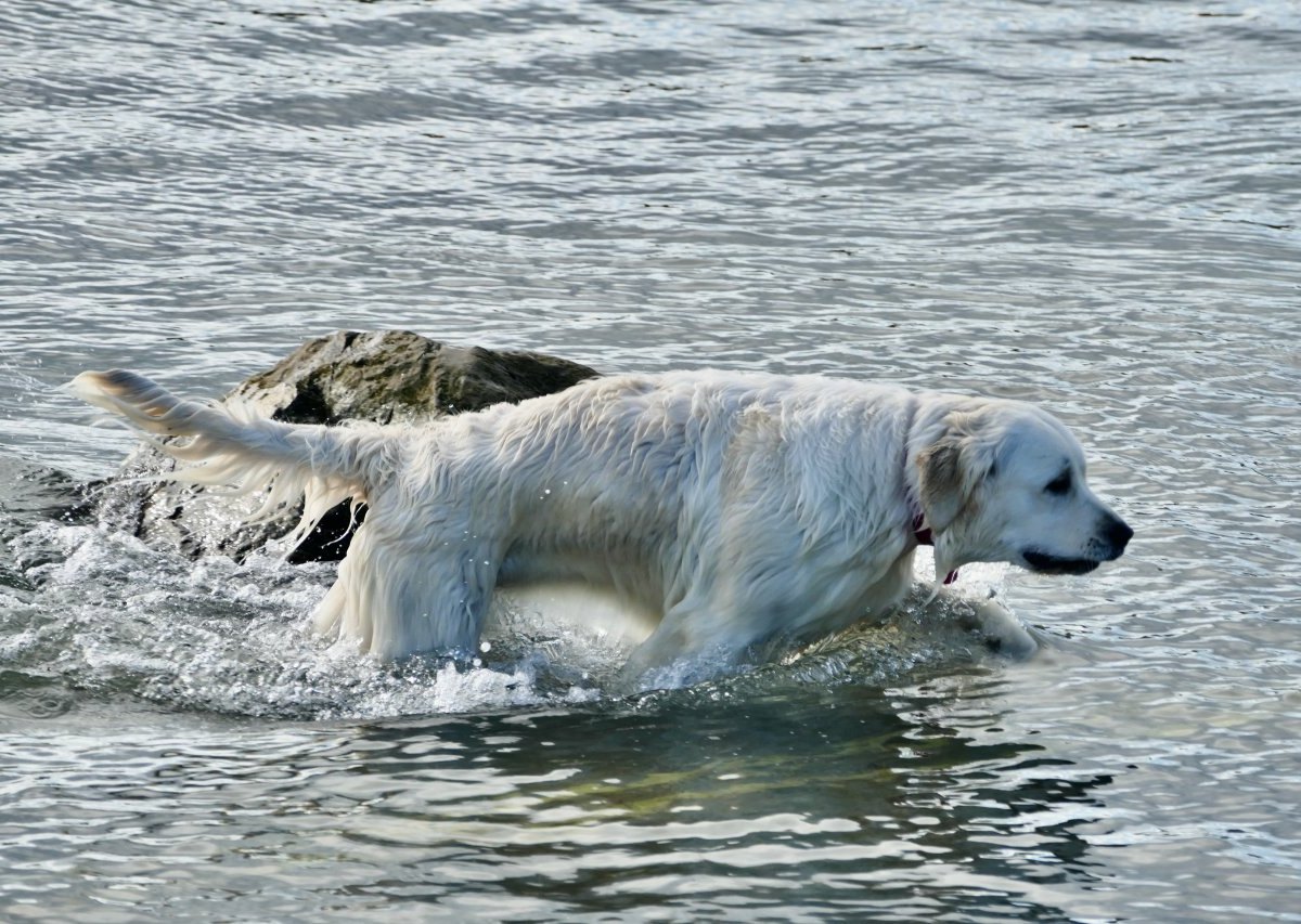 Hund.jpg