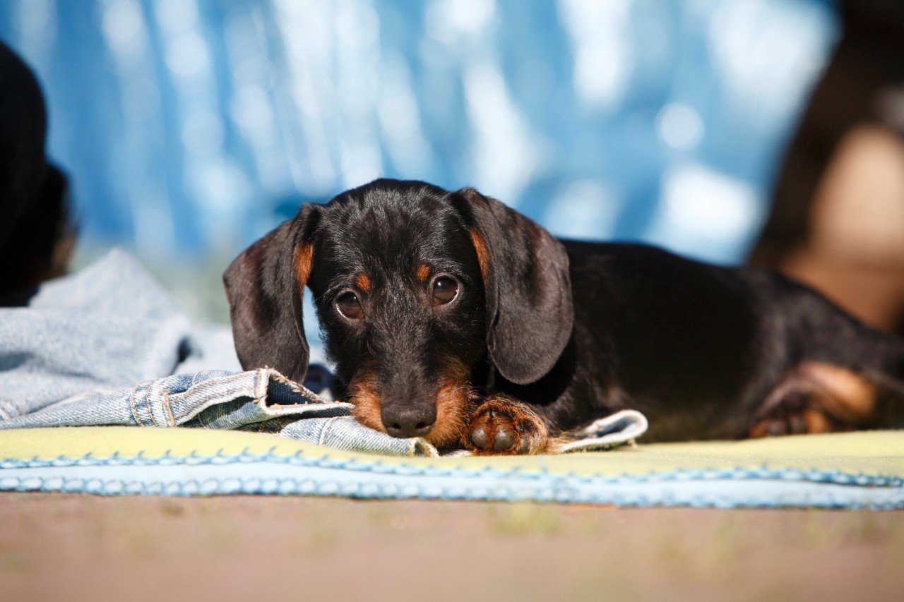 Eine Halterin kann nicht fassen, was ihre Schwiegermutter mit ihrem Hund macht. (Symbolbild)