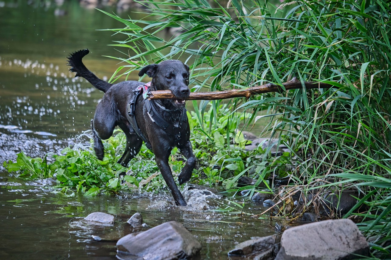 Stöcken werfen ist ein klassisches Spiel mit dem Hund. In Schottland hätte das einen Vierbeiner aber fast getötet. (Symbolfoto)