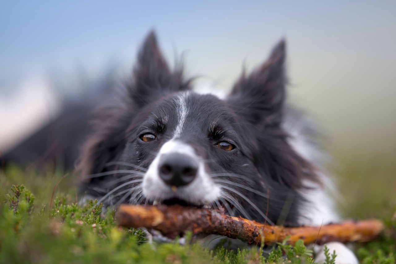 Jetzt wendet sich das Schicksal von Hund „Pi“. (Symbolbild)