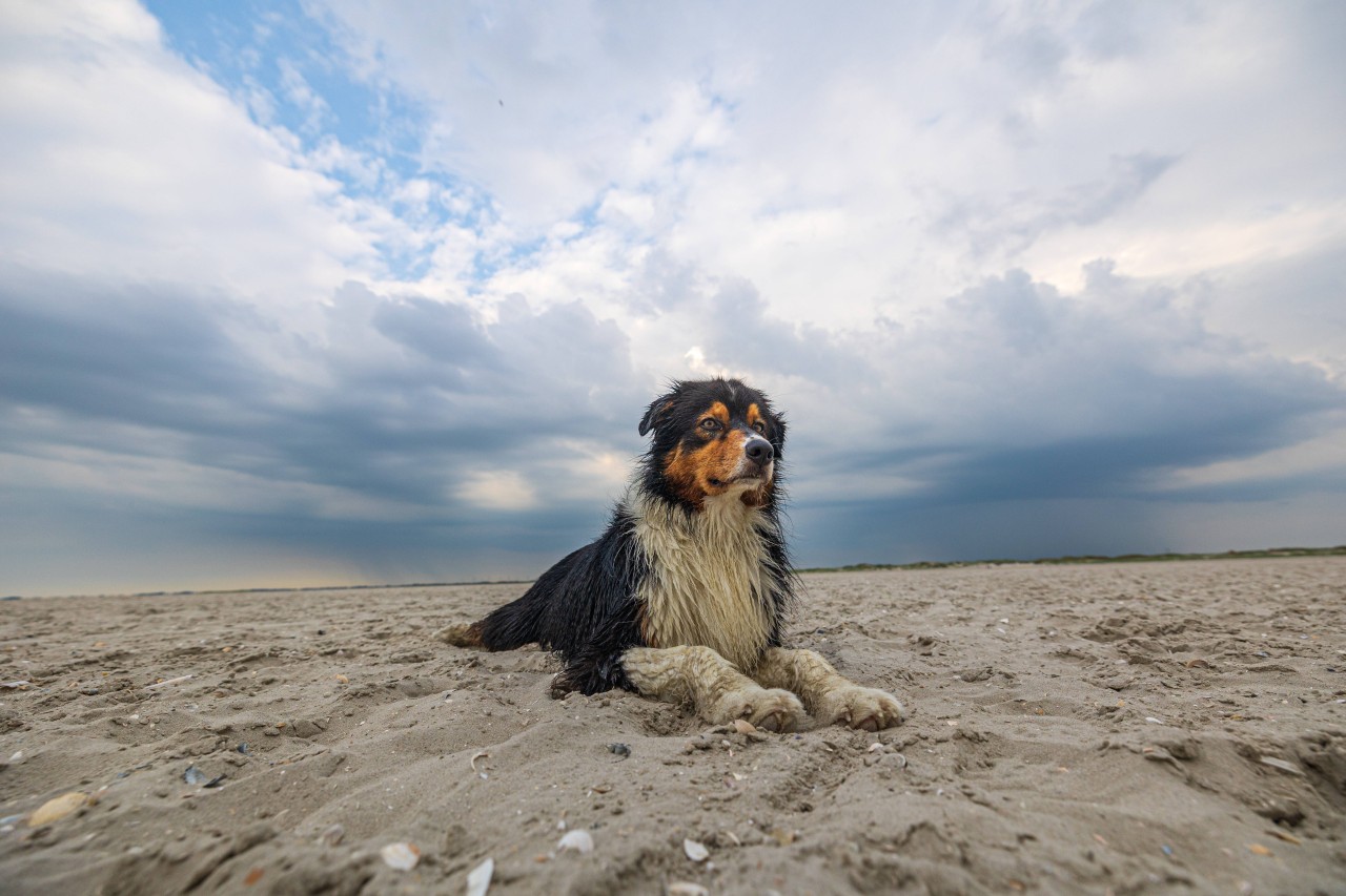 Ein Hund findet einfach den Weg nach Hause nicht mehr und irrt an der Nordsee tagelang umher. (Symbolbild)