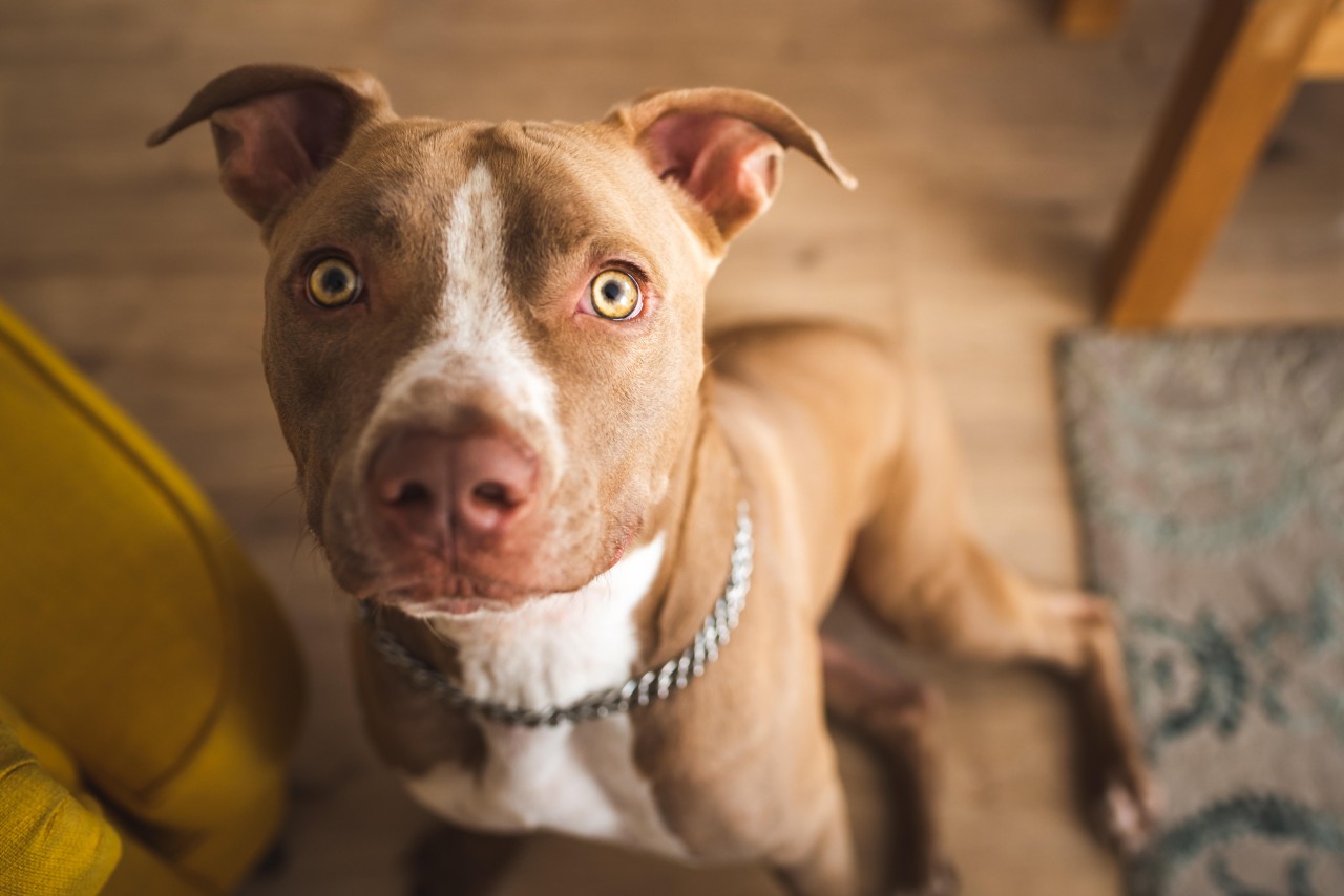 Bei dem Hund handelte es sich um einen Pitbull. (Symbolbild)