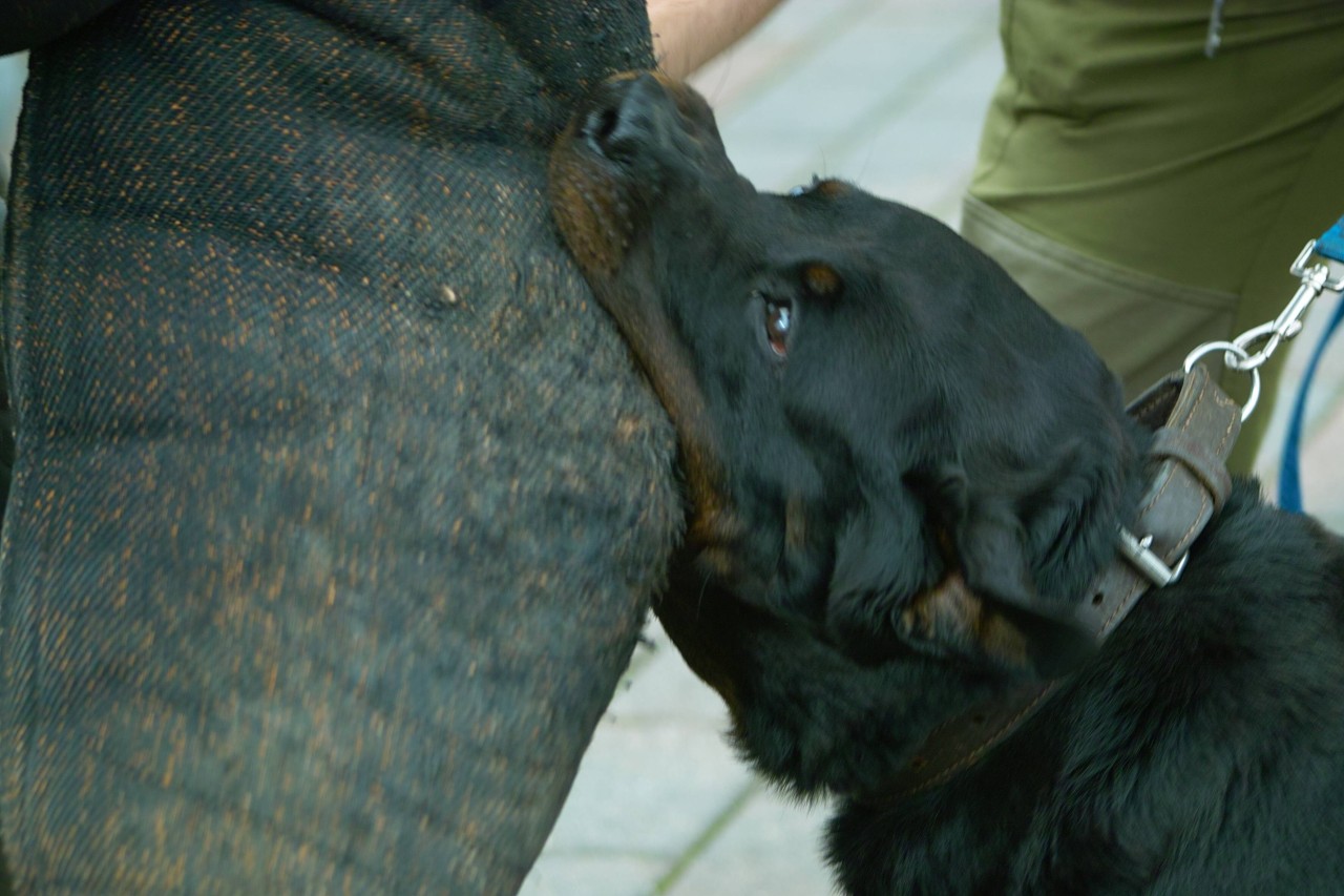 Hund: Ein Spaziergänger wird von zwei Hunden angegriffen und schwer verletzt. (Symbolbild)