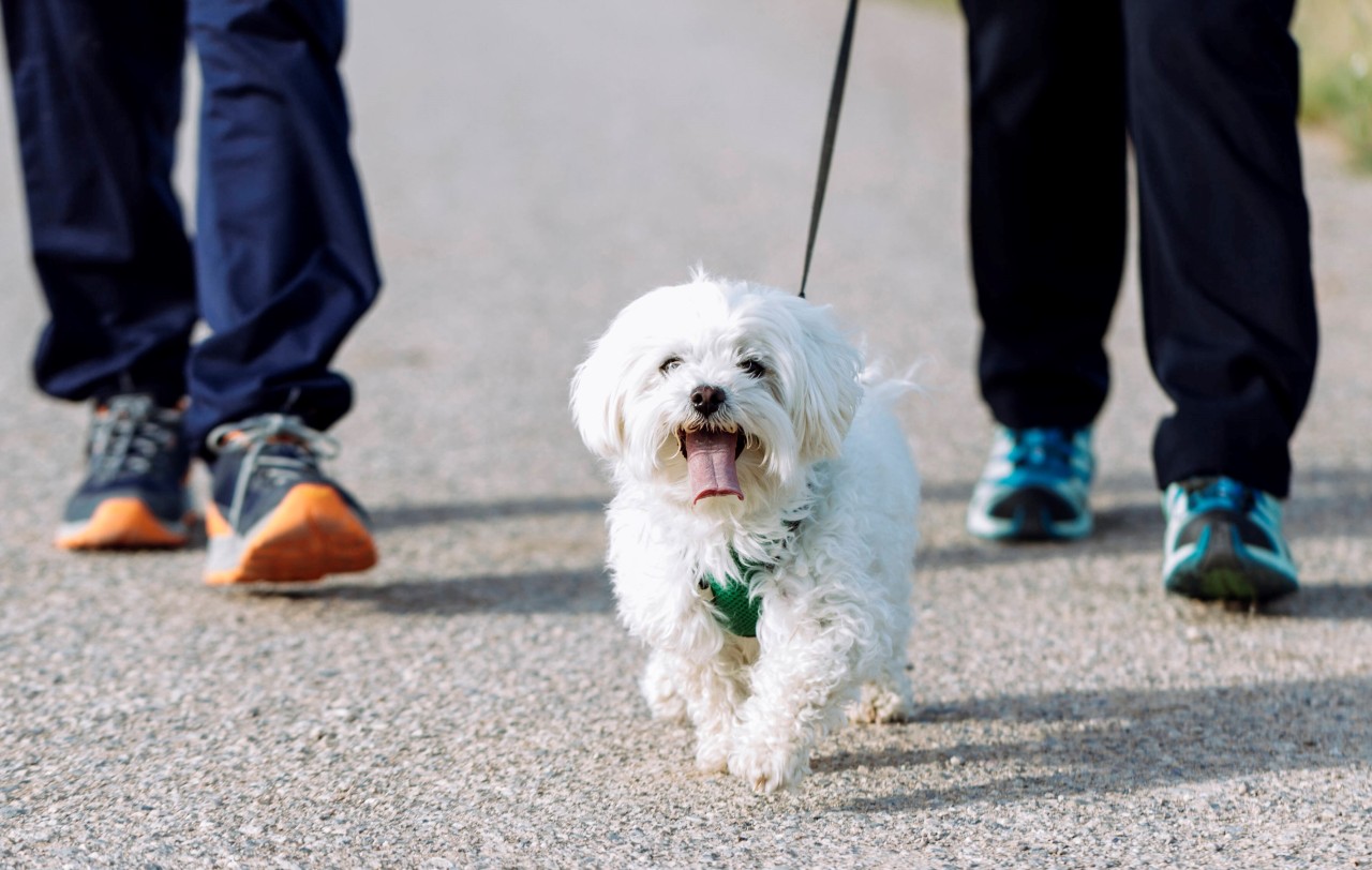 Ein kleiner weißer Hund lief ohne Leine auf die Straße. (Archivbild)