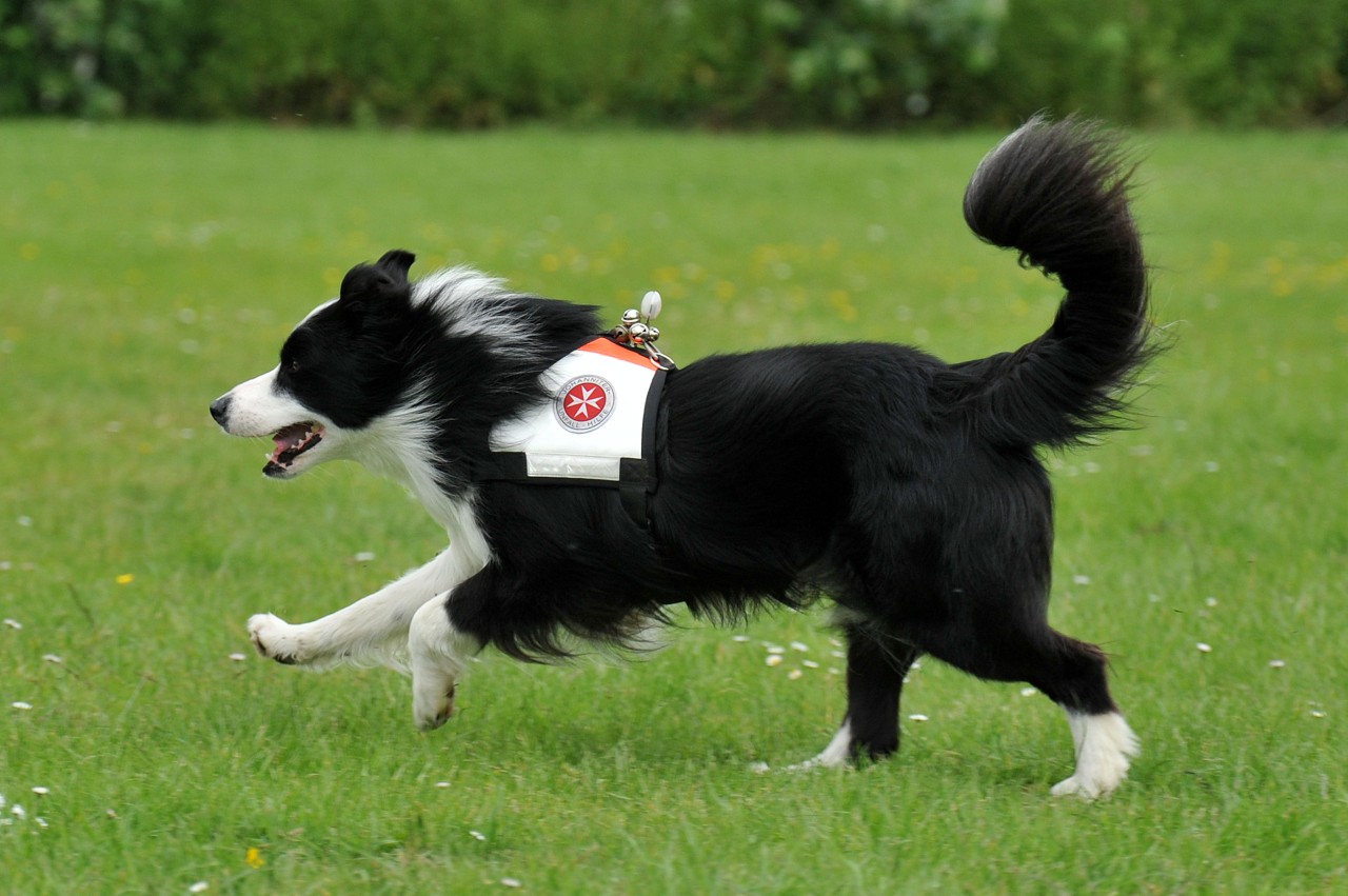 Nun ist der Hund „Chase“, der bei den Johannitern aktiv war, im Hundehimmel. (Symbolbild)