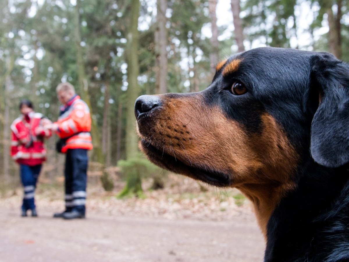 Hund.jpg