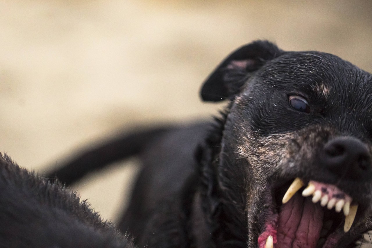 Hund: In den USA hat sich eine Tragödie abgespielt (Symbolfoto).