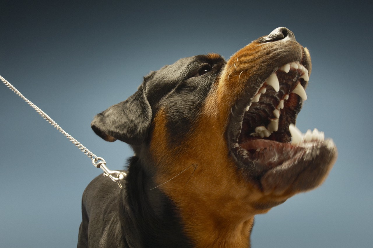 Eine Frau wurde von ihren eigenen Hunden zu Tode gebissen (Symbolfoto).