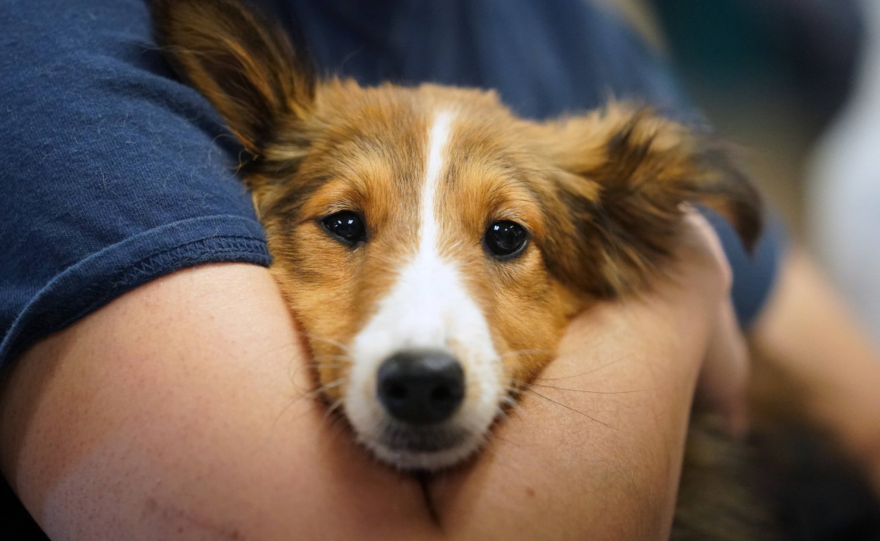 Das Schicksal von einem Hund aus Koblenz ist tragisch: Er leidet an Parvovirose. (Symbolbild)