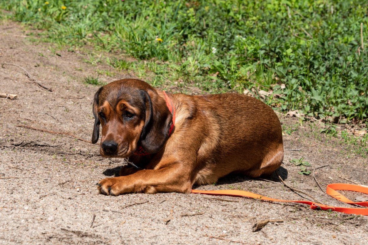 Hund.jpg