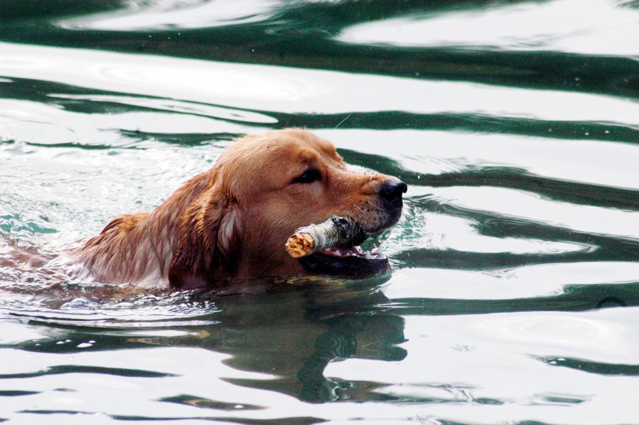 Ein schöner Familienausflug endete für einen Hund aus Amerika tödlich. (Symbolbild)