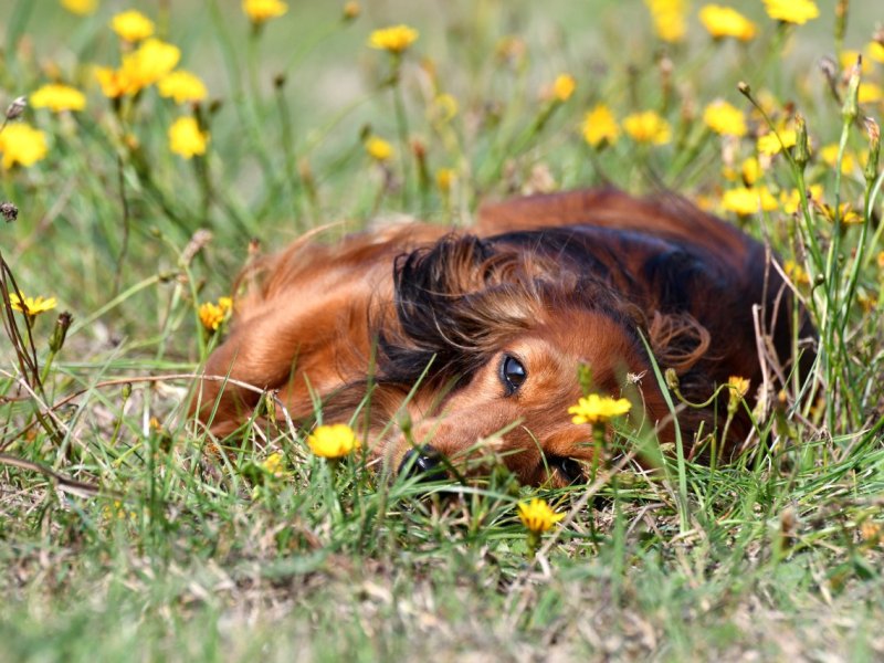 Hund.jpg