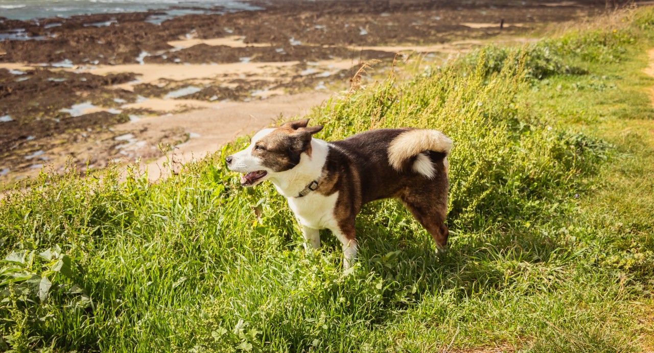 Hund lässt Tierfreunde rätseln. (Symbolbild)