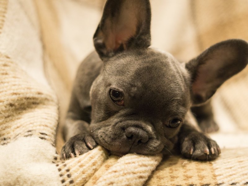 Hund