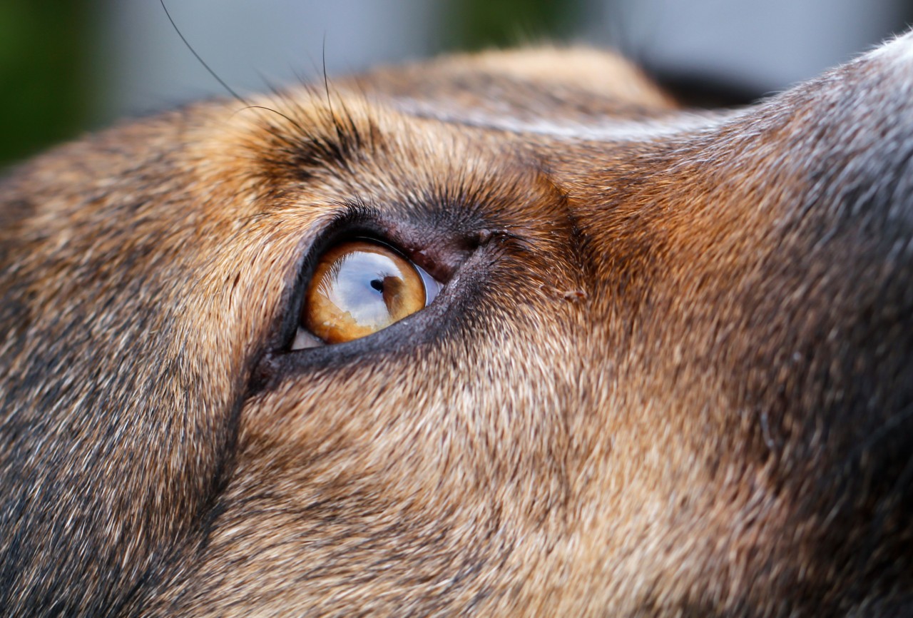 Bei einer Gassirunde in Mount Ringwood konnte durch den Hund einer Familie Schlimmeres verhindert werden. (Symbolbild)