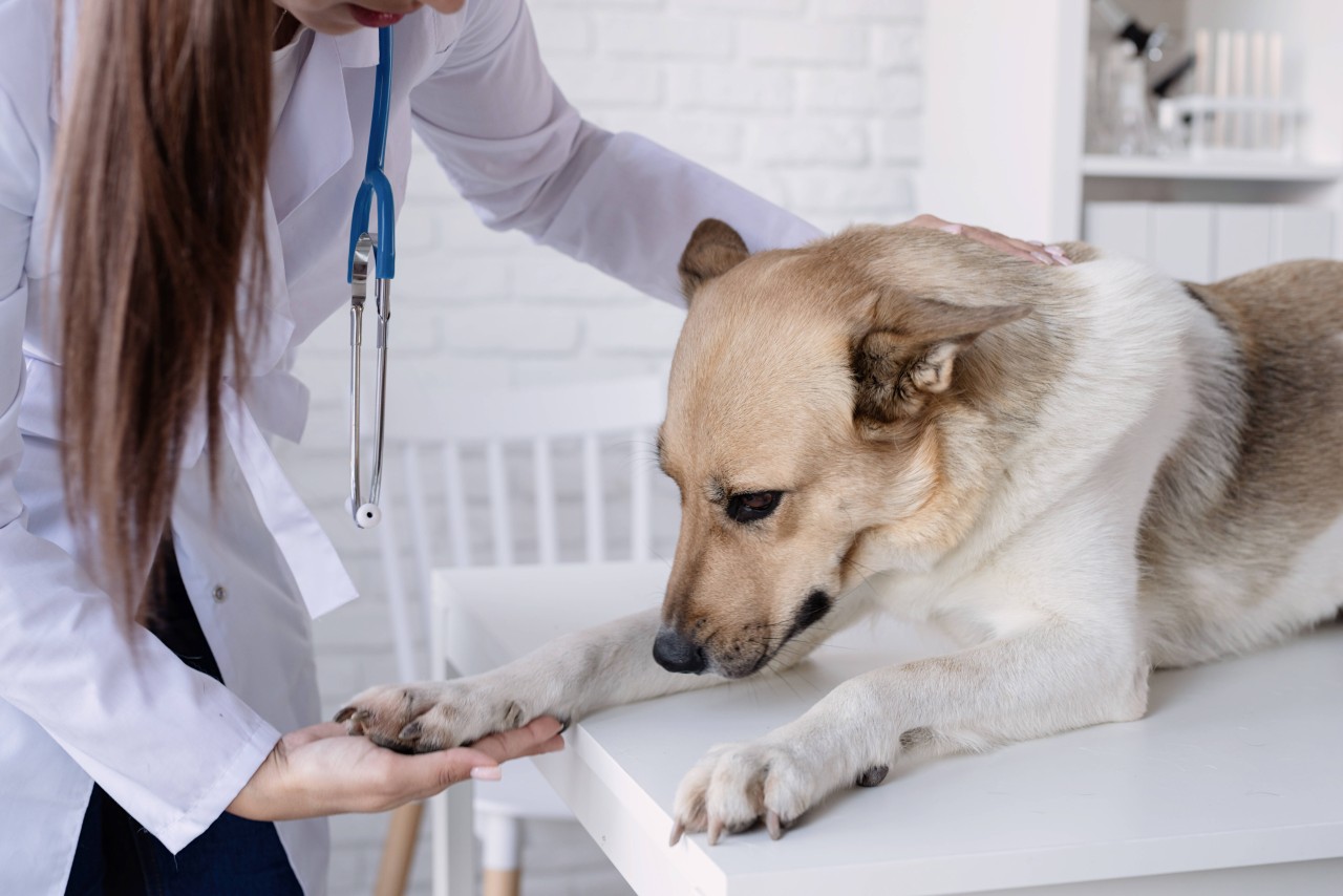 Das Leben von einem Hund hängt am seidenen Faden, doch dann geschieht ein Wunder. (Symbolbild)