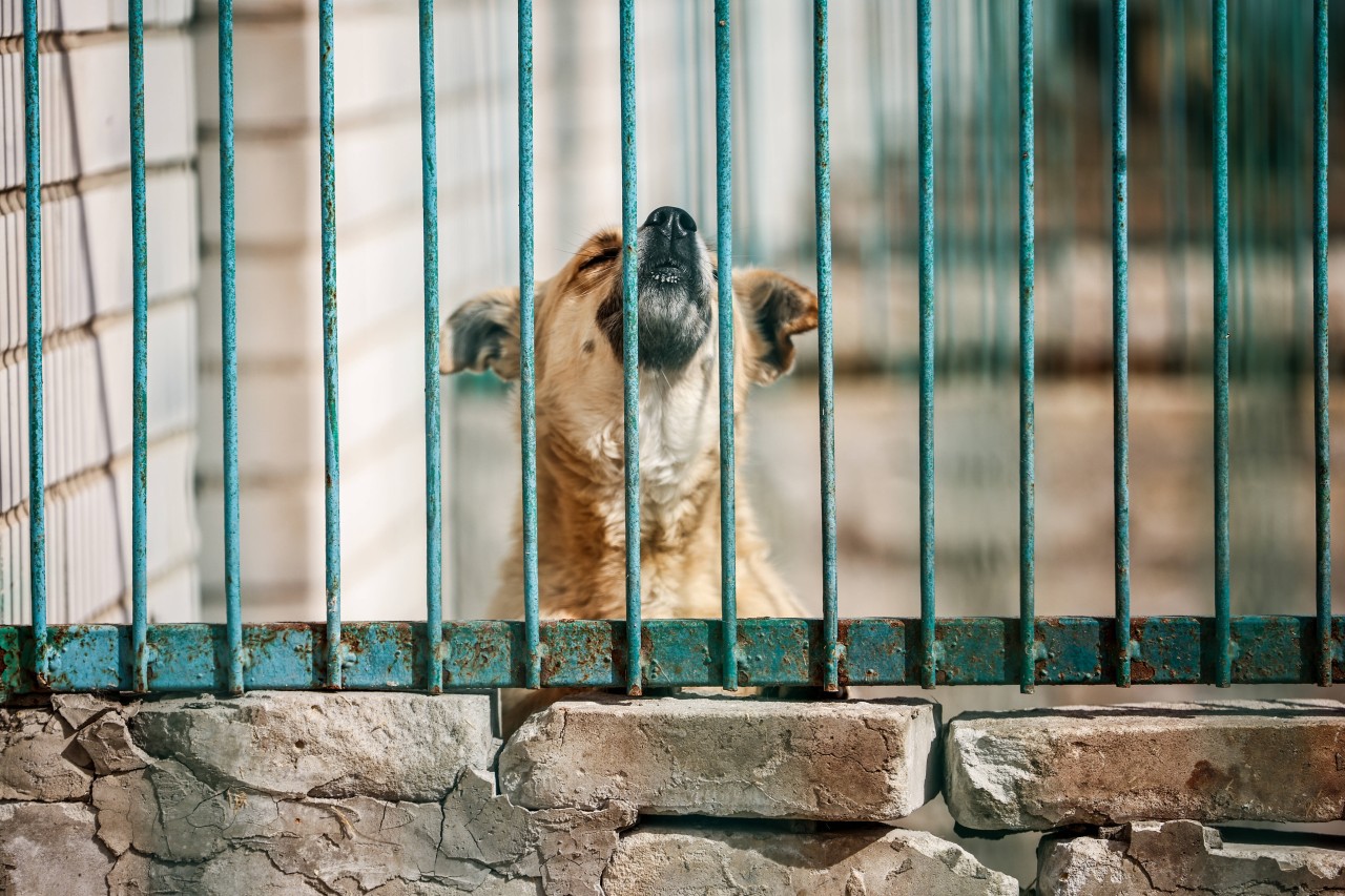 Ein Hund sucht dringend nach einem neuen Zuhause. (Symbolbild)