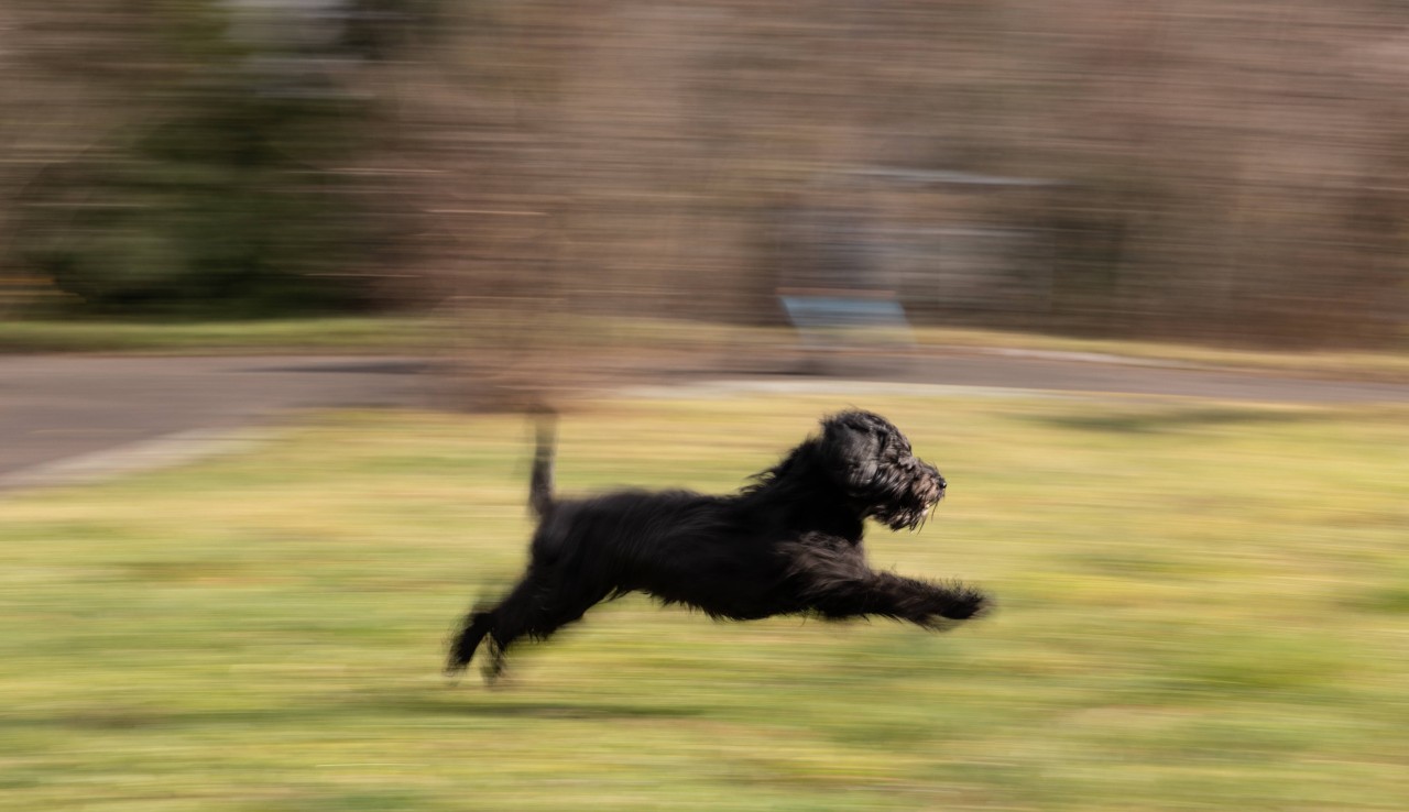 Ein Hund kroch in einen Kaninchenbau und blieb stecken. (Symbolbild)