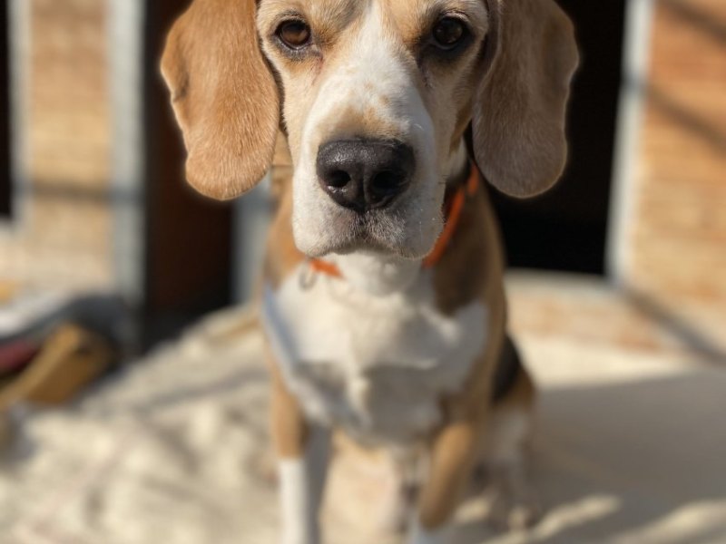 Hund.jpg