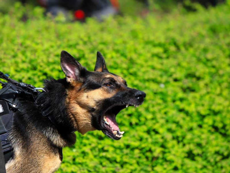 Hund.jpg