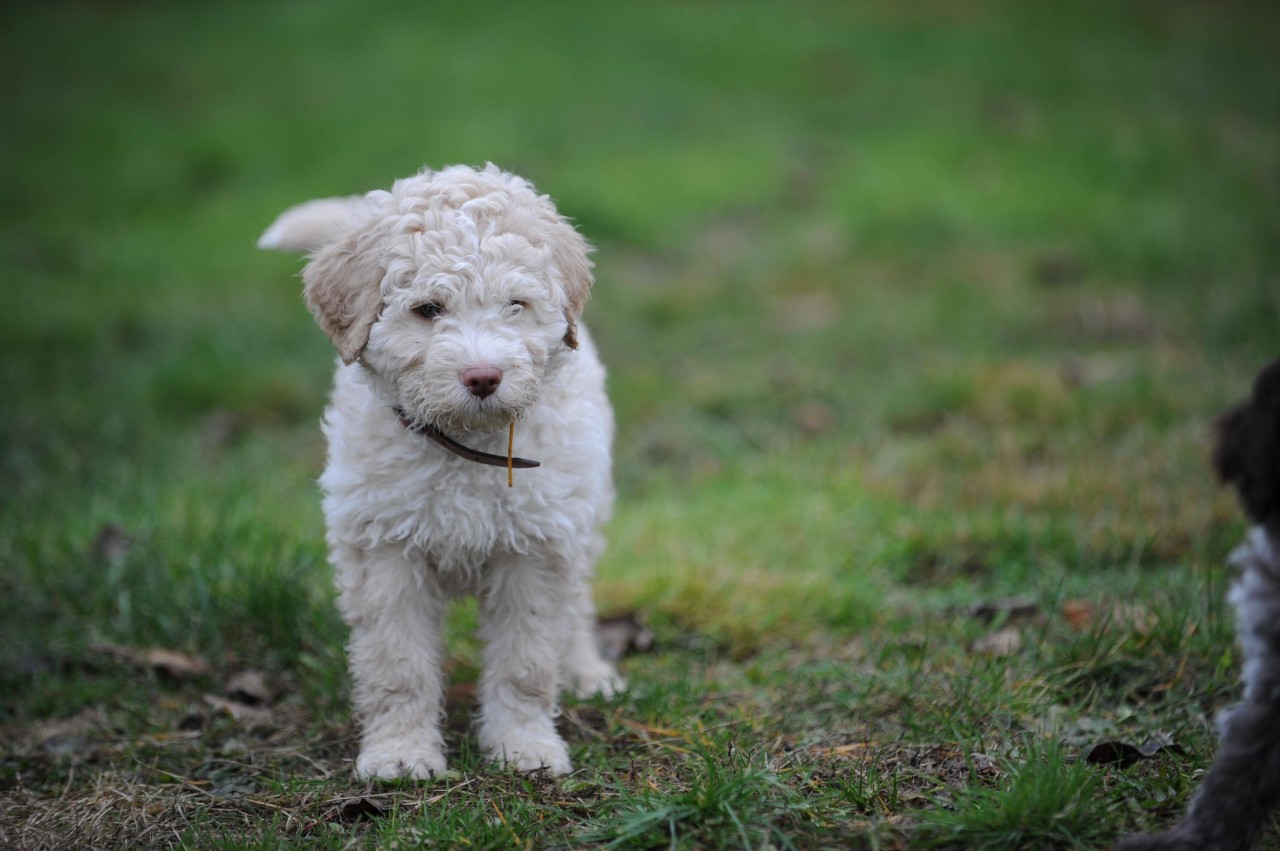 Hund: Als ein Lagotto Romagnolo-Welpe das erste Mal Gassi ging, offenbarte er eine erstaunliche Fähigkeit. (Symbolfoto)