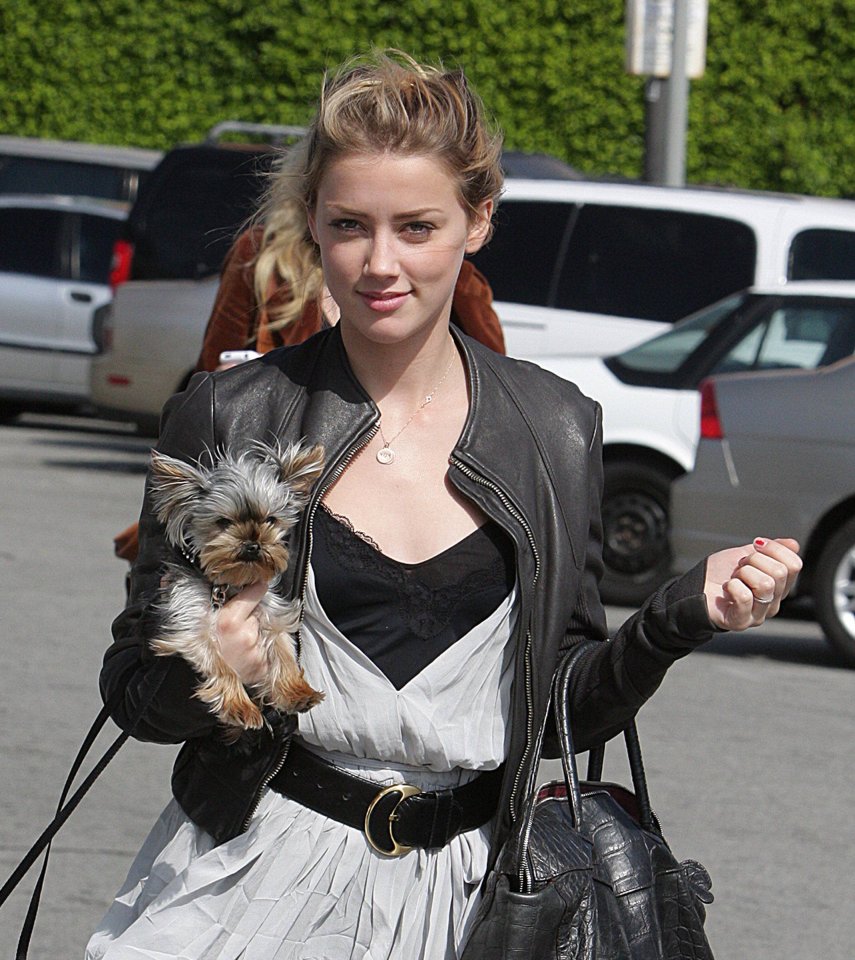 Hund Amber Heard.jpg