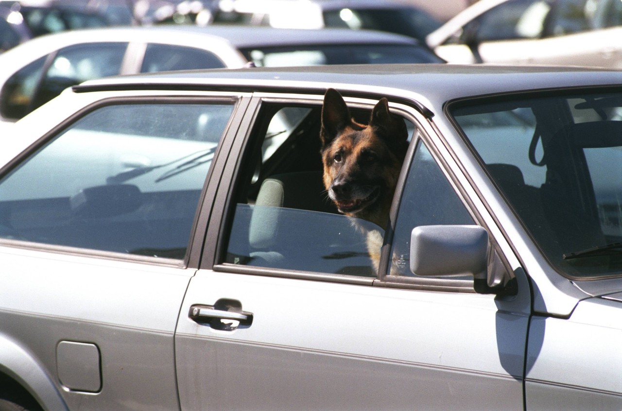 Ein Hund wird alleine im Auto zurückgelassen. Als die Polizei den Hund befreit, kommen immer schlimmere Details zu den Besitzern ans Licht. (Symbolbild)