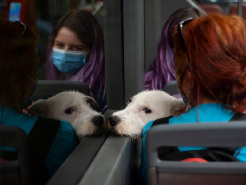 Hund Bahn Zug.jpg