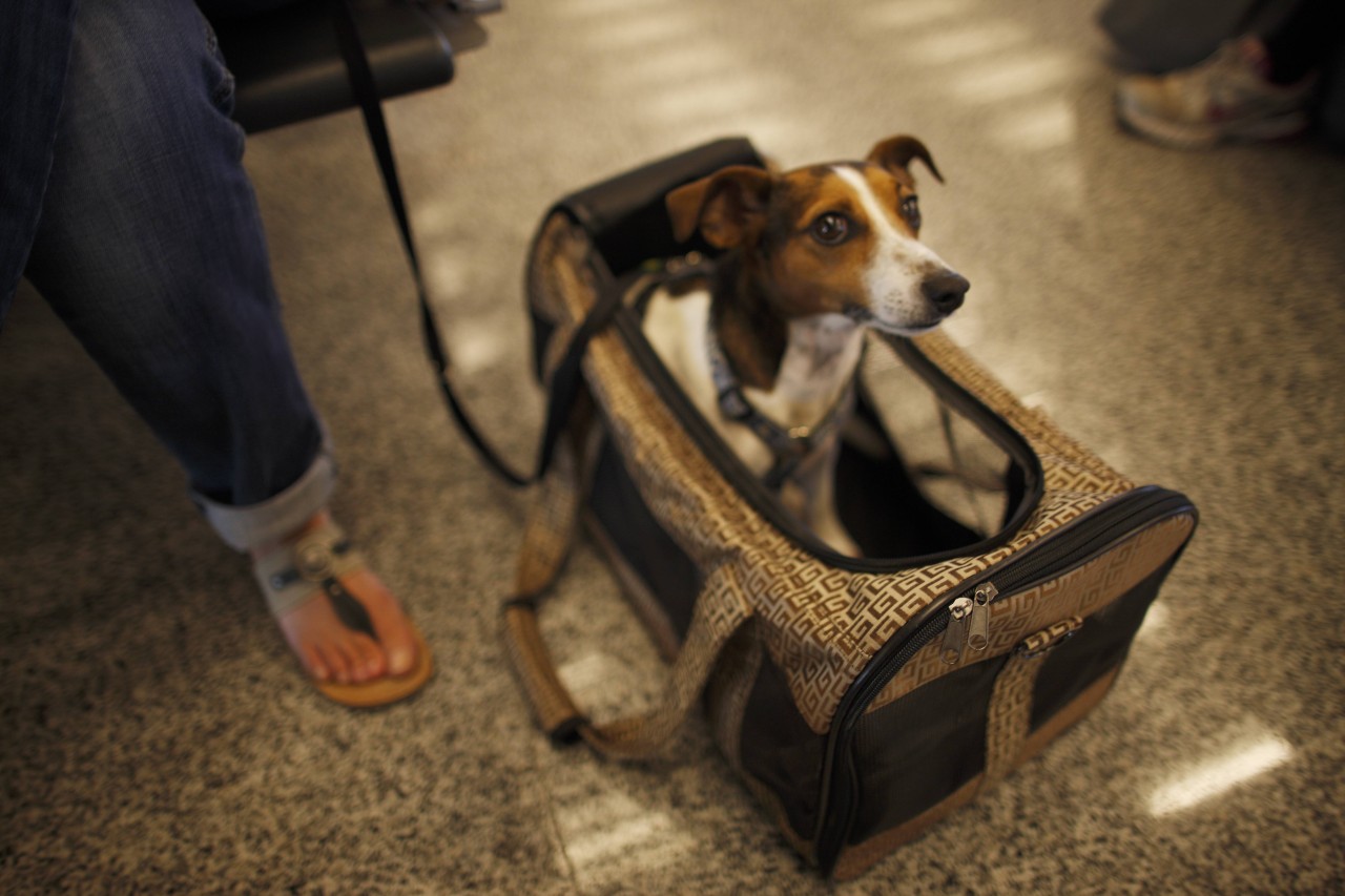 So ähnlich wie dieser Jack Russell sieht der verschwundene Hund aus.