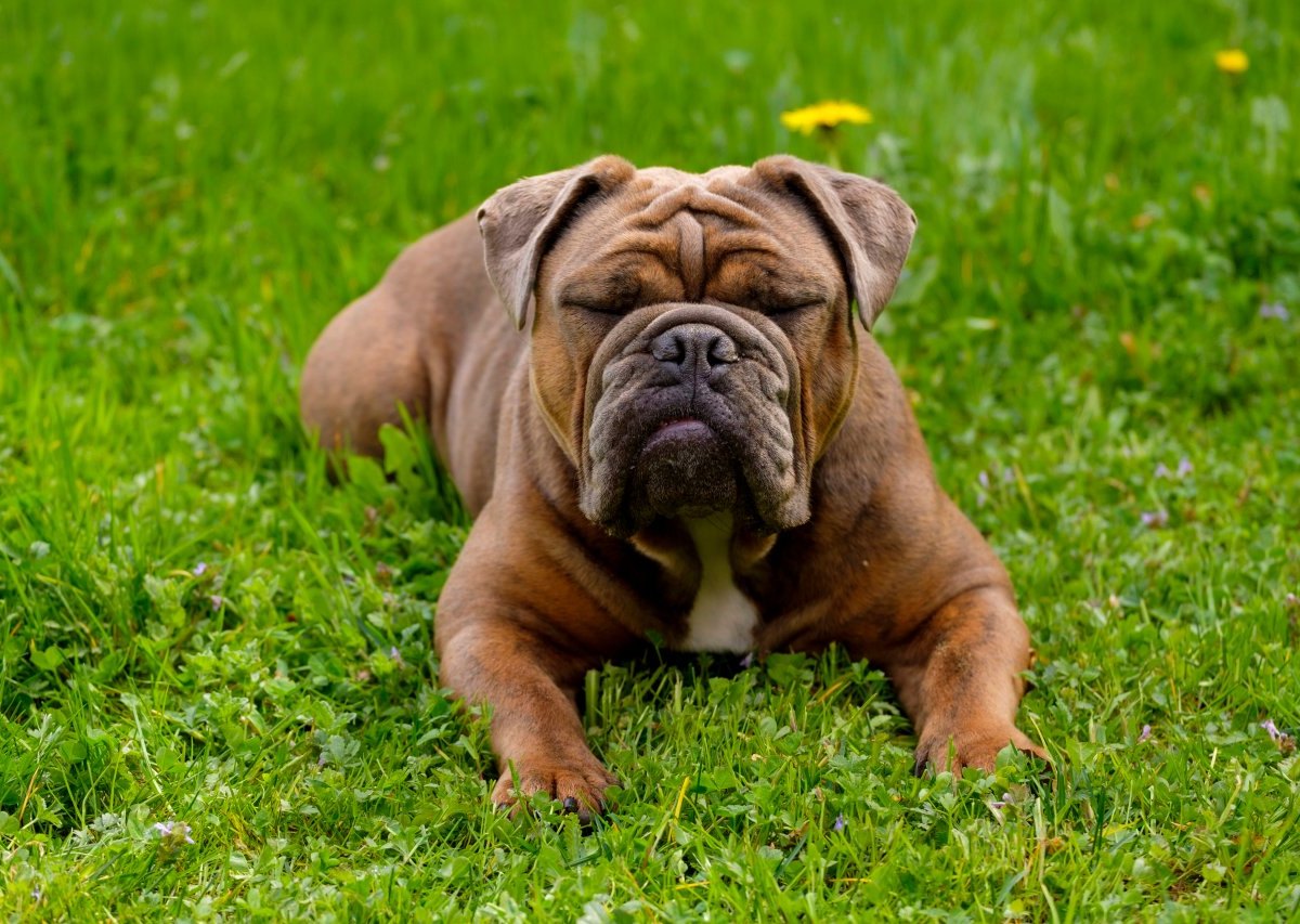 Hund-Bulldogge