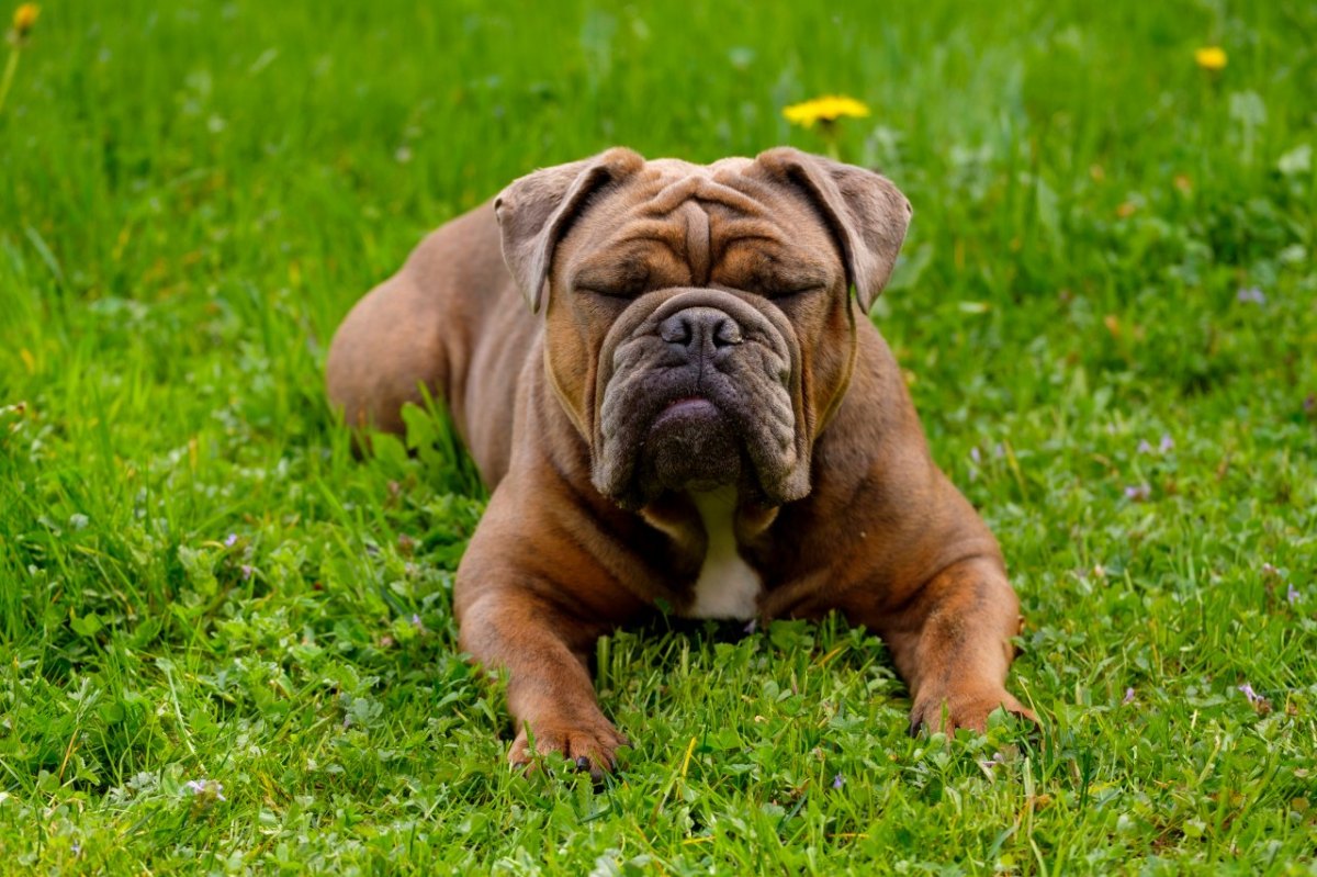 Hund-Bulldogge