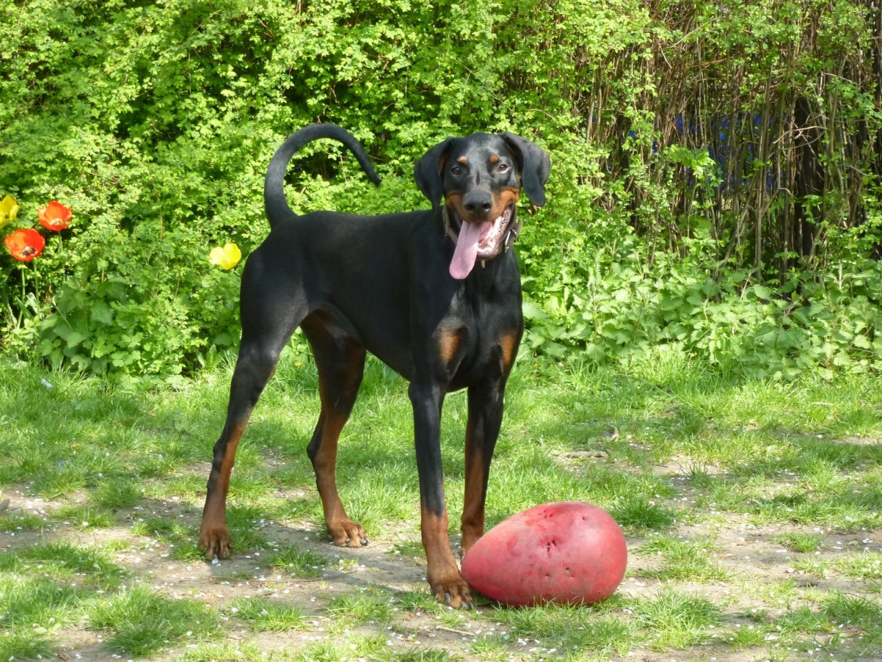 Dobermann Jamie ist leider in der Obhut des Duisburger Tierheims verstorben. Ein schönes Zuhause blieb ihm verwehrt. 