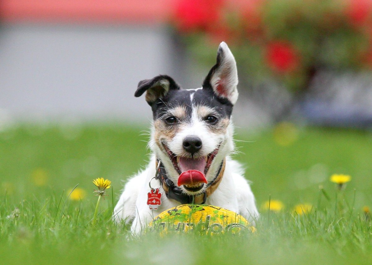 Hund: „Elendes Hundeleben“ – Tierheimmitarbeiter erschrecken, als sie diesem kleinen Vierbeiner begegnen