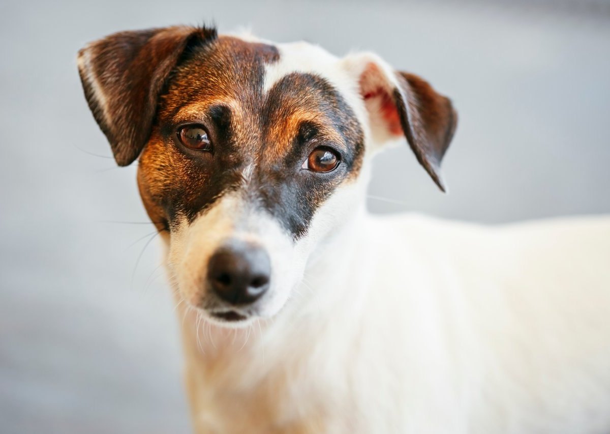 Hund: Entführter Vierbeiner seit Monaten verschwunden – Familie hofft auf ein Wunder