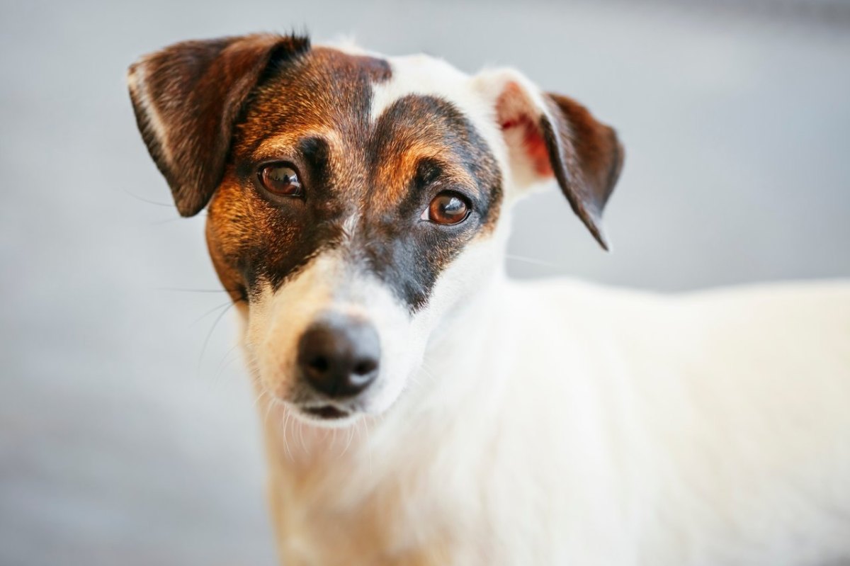 Hund: Entführter Vierbeiner seit Monaten verschwunden – Familie hofft auf ein Wunder