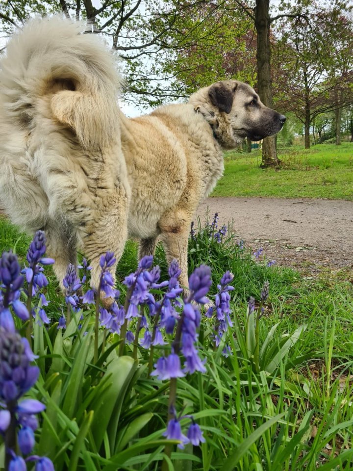 Hund Essen (2).jpg