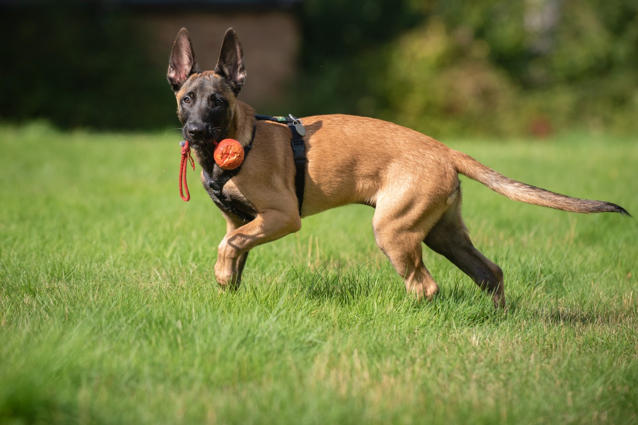 Polizeihund „Krabat“ schnappte gleich doppelt zu.