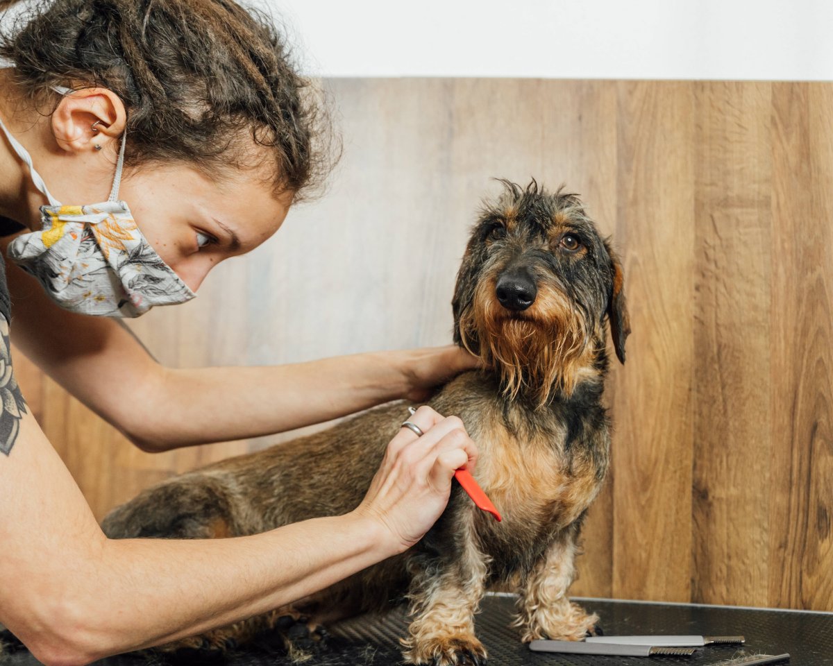 Hund Friseur.jpg