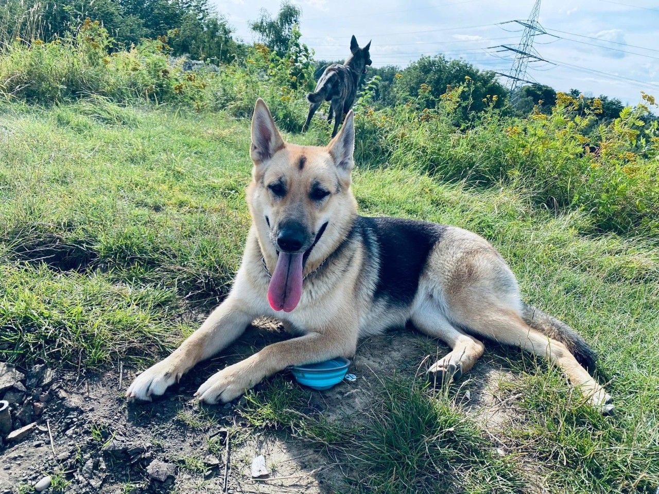 Hund Frida wurde beim Spaziergang in Gelsenkirchen erschossen.